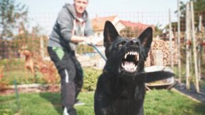 Man pulling his dog back from attacking with a leash