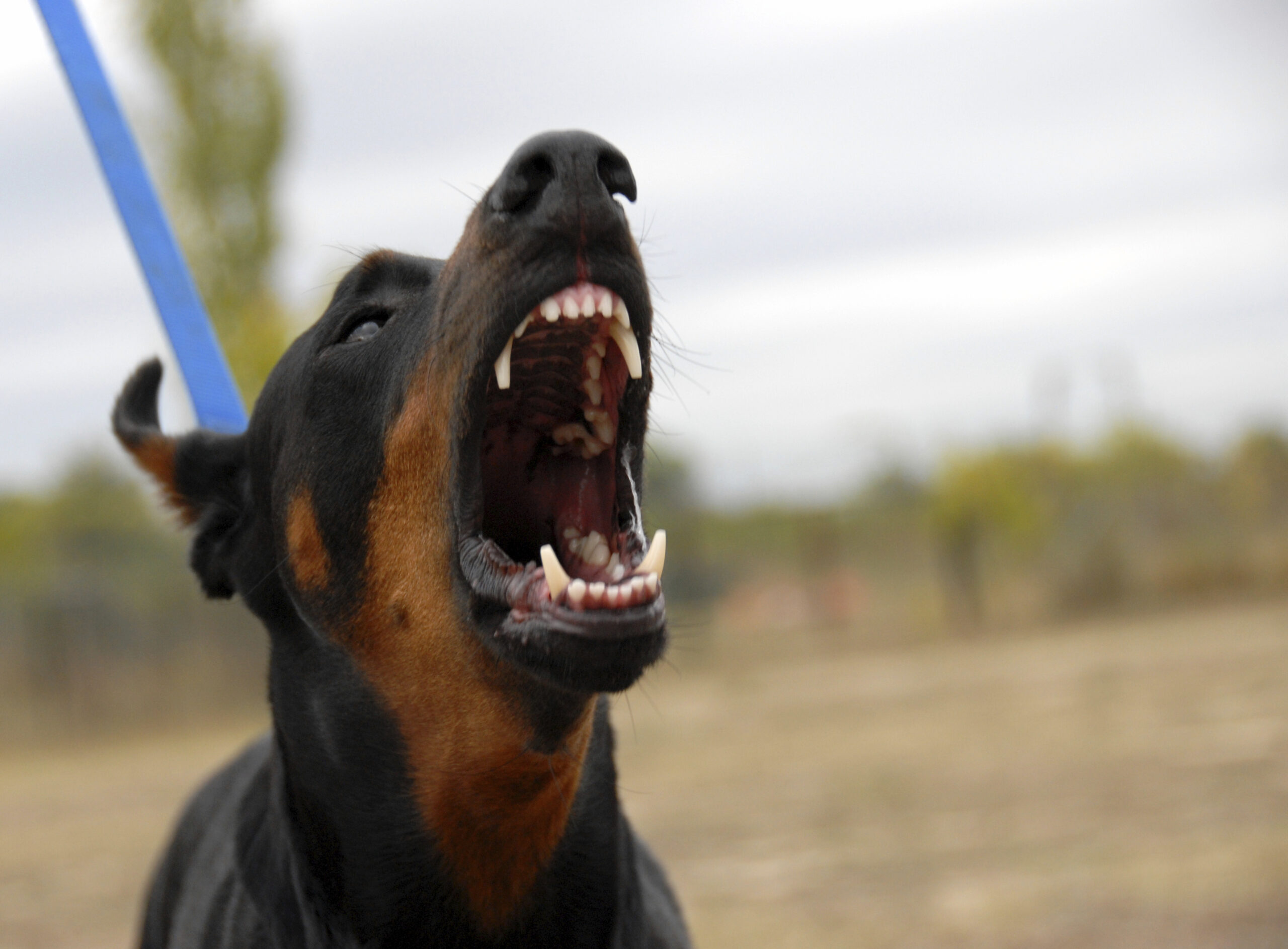 aggressive dog barking leading to a Nashville dog bite case